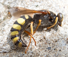Stizus fasciatus