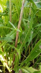 Cichorium intybus