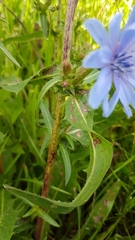 Cichorium intybus