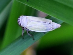 Handianus flavovarius