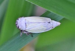 Handianus flavovarius