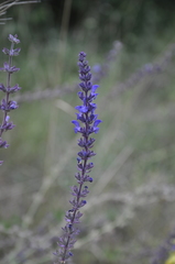 Salvia virgata