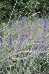 Salvia virgata