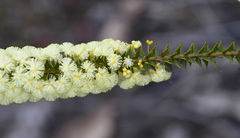 Acacia hastulata