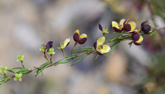 Boronia megastigma