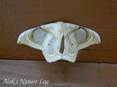 Macrauzata fenestraria