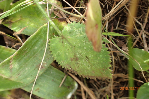 Image of Grassveld Anise (Pimpinella afra) by no rights reserved