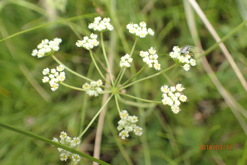 Image of Grassveld Anise (Pimpinella afra) by no rights reserved