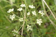 Pimpinella caffra