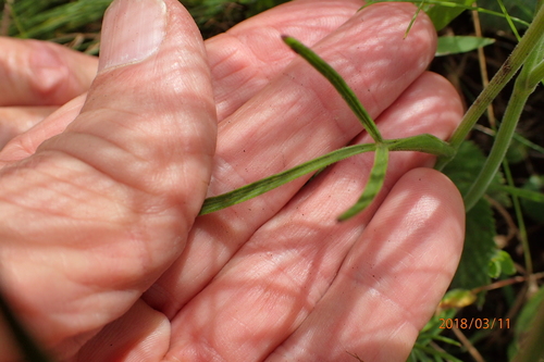Image of Grassveld Anise (Pimpinella afra) by no rights reserved