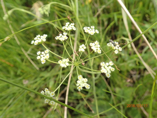 Image of Grassveld Anise (Pimpinella afra) by no rights reserved