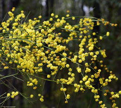 Acacia extensa