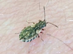 Nithecus jacobaeae