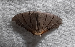 Orudiza protheclaria