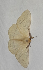 Eupterotidae