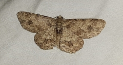 Lepidoptera