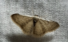 Lepidoptera