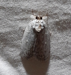 Lepidoptera