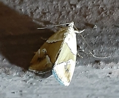 Lepidoptera