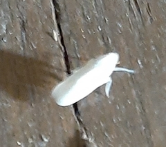 Lepidoptera