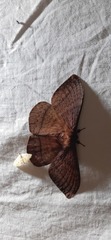 Lepidoptera