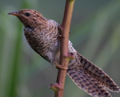 Cacomantis merulinus