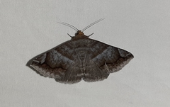 Lepidoptera