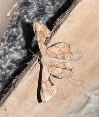 Lepidoptera