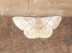 Lepidoptera