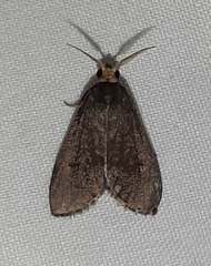 Lepidoptera