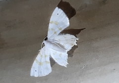 Lepidoptera