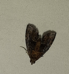 Lepidoptera