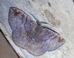 Lepidoptera