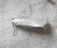 Lepidoptera