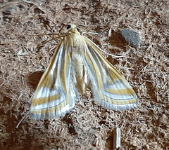 Lepidoptera
