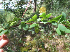 Berberis sibirica
