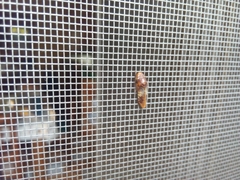 Homalodisca ichthyocephala