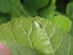 Malacocoris chlorizans