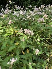 Koenigia campanulata