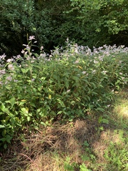 Koenigia campanulata