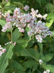 Koenigia campanulata