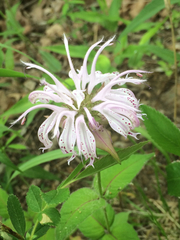 Monarda bradburiana