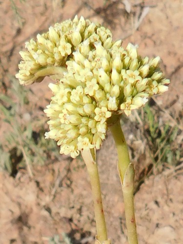 Crassula ciliata