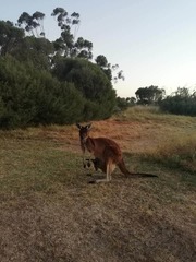 Macropus fuliginosus