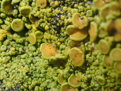 Dufourea