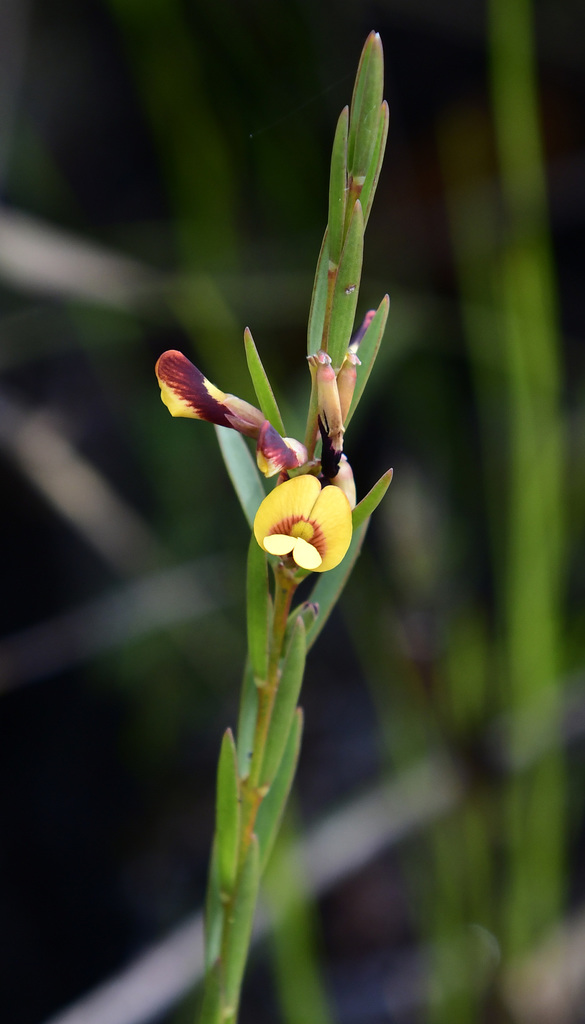 Eutaxia epacridoides