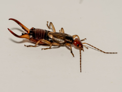 Forficula auricularia