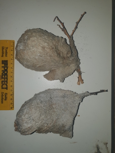 Anthoscopus minutus damarensis