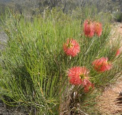Melaleuca teretifolia