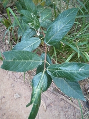 Ficus opposita